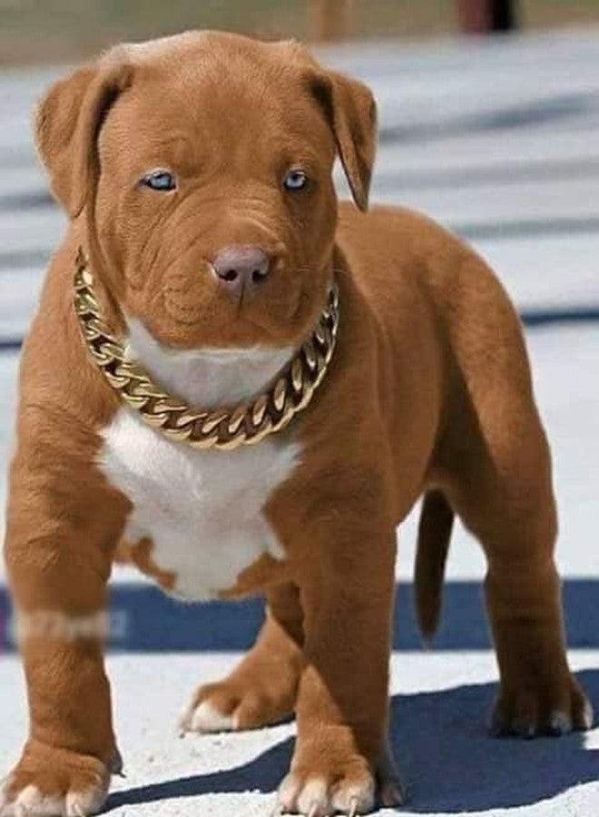 Pups&Pets Brass Heavy Duty Diamond Cut Gold Dog Choke Chain Training Dog Collar Swivel Dog Show Choke Chain (Thickness 3 MM, Length 24 Inch, for Medium Dog) - Image 4